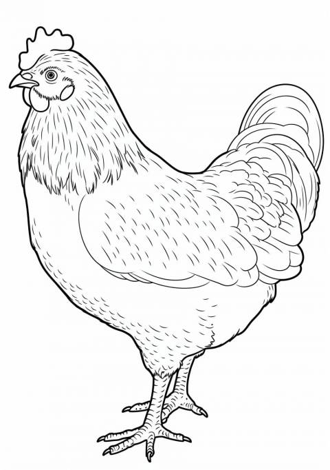 Chicken Coloring Pages, simple realistec chicken