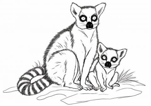 Wild Animals Coloring Pages, Lémuriens