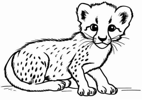 Cheetah Coloring Pages, Simple baby Cheetah