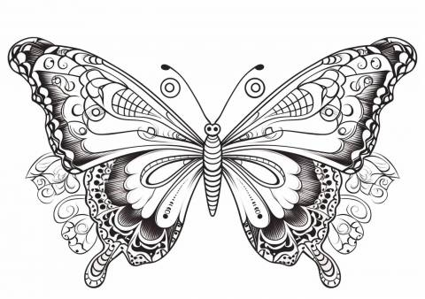 Butterfly Coloring Pages, High detailed Butterfly