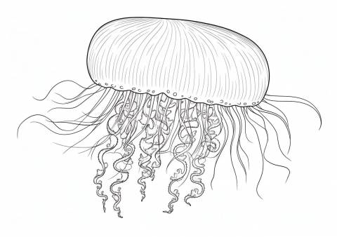 Jellyfish — Coloring Pages: Free & Printable