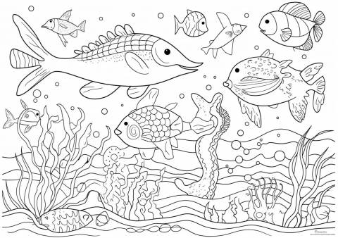 Ocean Coloring Pages, Ocean animals